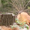 Green or Dry Timbers - That is the Question