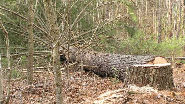 Wood Procurement - tree harvesting