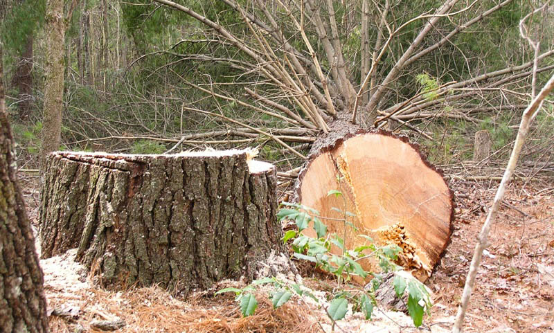 Green or Dry Timbers - That is the Question