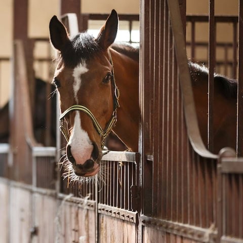 Horse in a stall